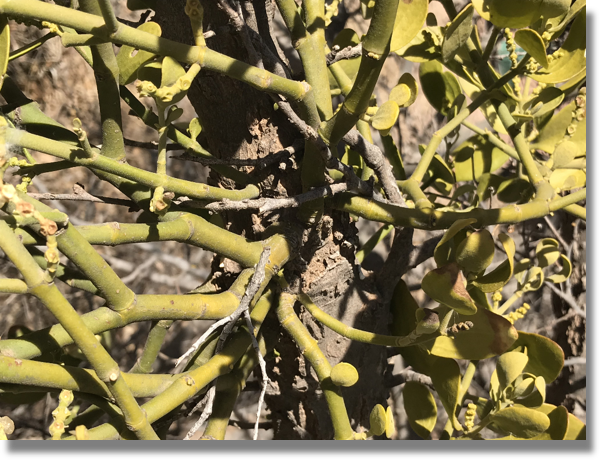Mistletoe Growing from Infected Branch